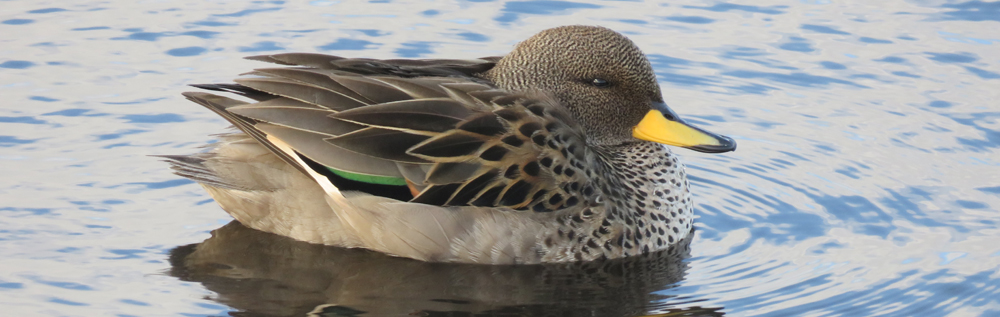 YELLOW-BILLED 'SPECKLED' TEAL Anas flavirostris 